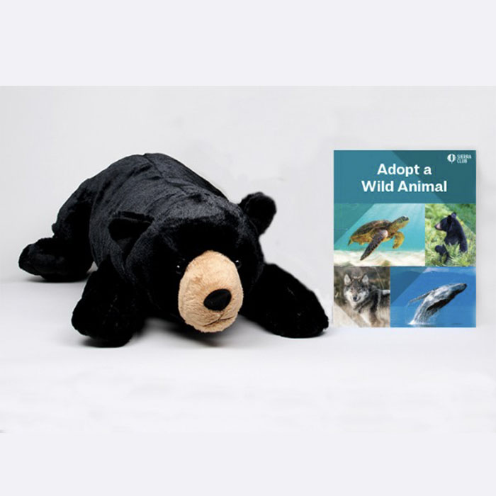 Black Bear