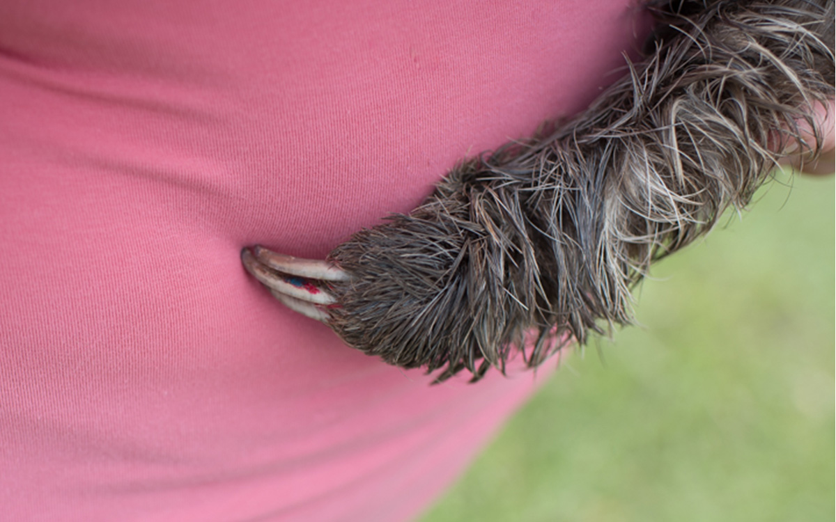 Photo courtesy of The Sloth Institute Costa Rica