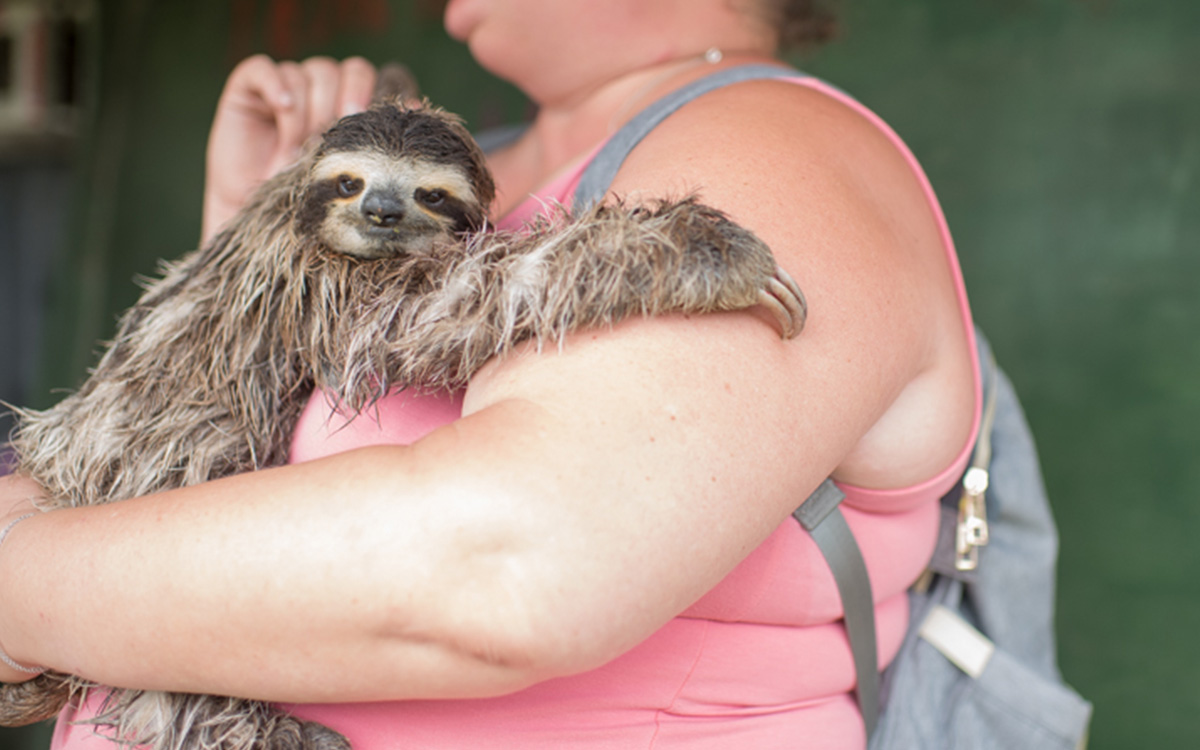 Photo courtesy of The Sloth Institute Costa Rica