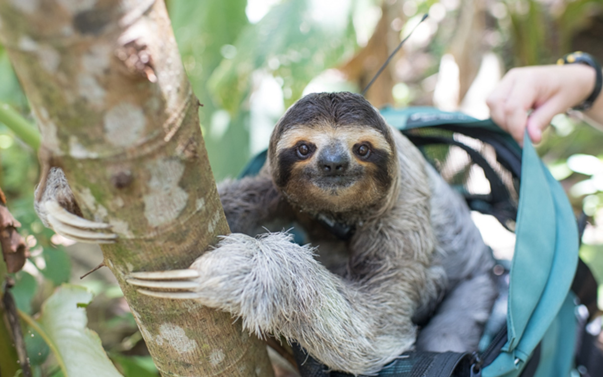Photo courtesy of The Sloth Institute Costa Rica