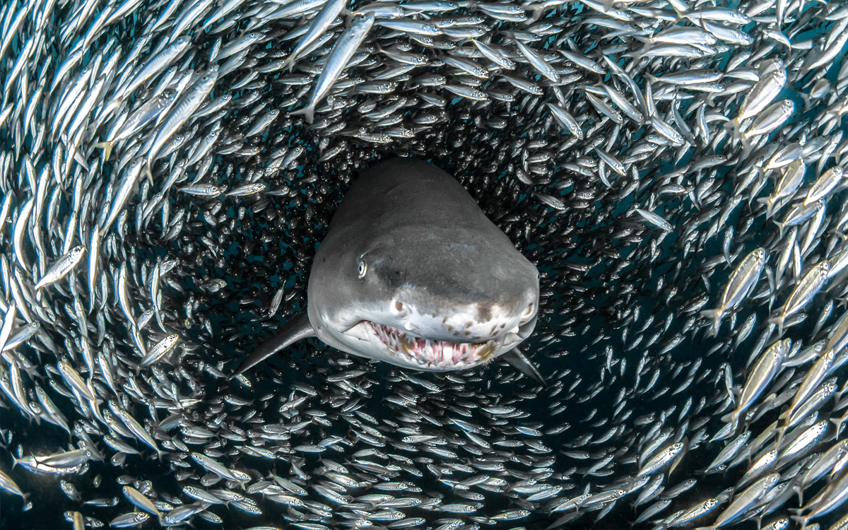 Photo by Tanya Houppermans 