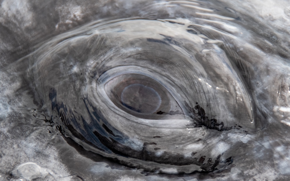 Courtesy of  Dr. Sergio Martinez A., Gray Whale Research in Mexico Program