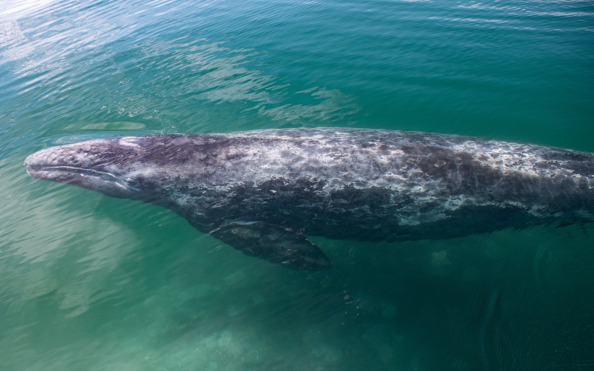 Courtesy of  Dr. Sergio Martinez A., Gray Whale Research in Mexico Program