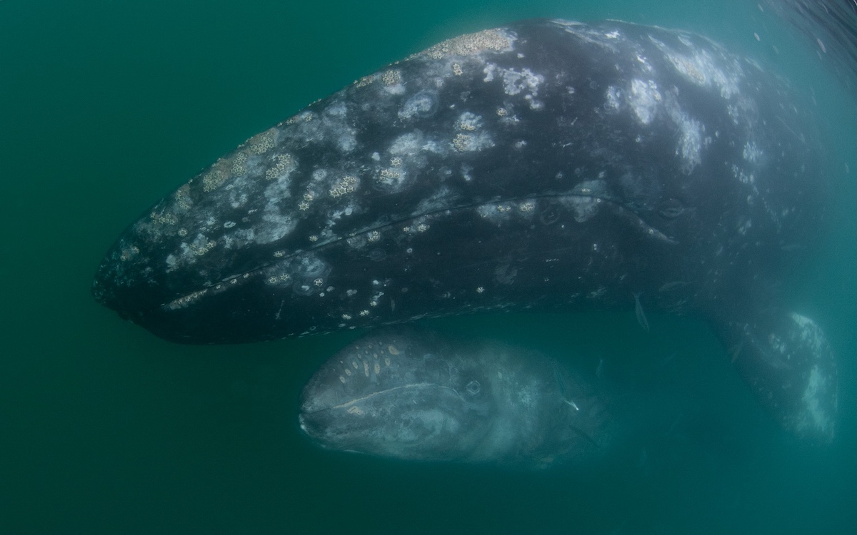 Courtesy of  Dr. Sergio Martinez A., Gray Whale Research in Mexico Program