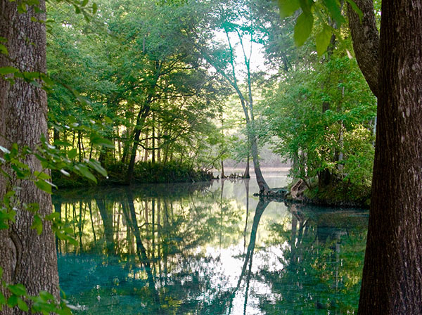 swamp