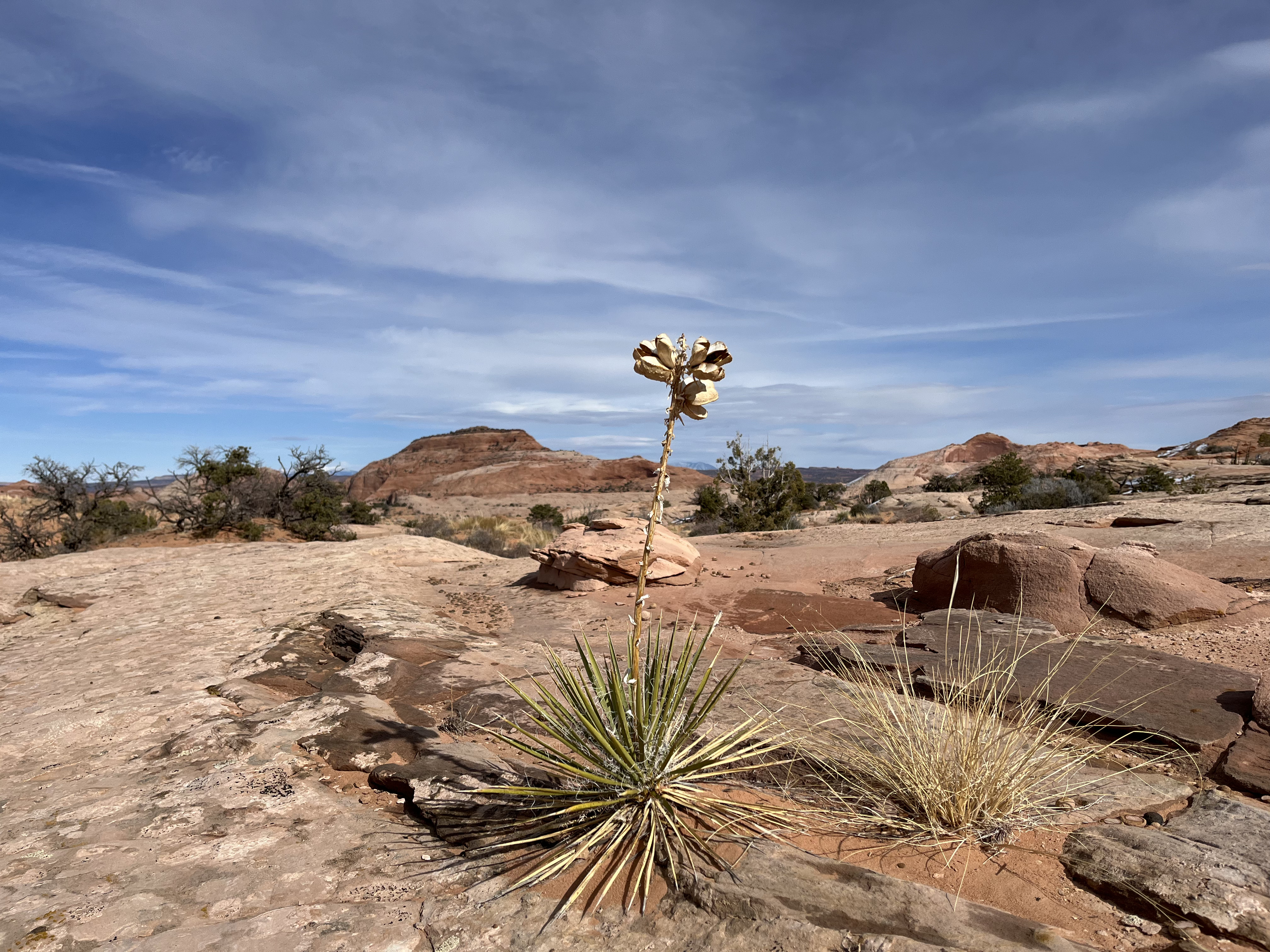 Plants growing in the Grand Staircase-Escalante National Monument