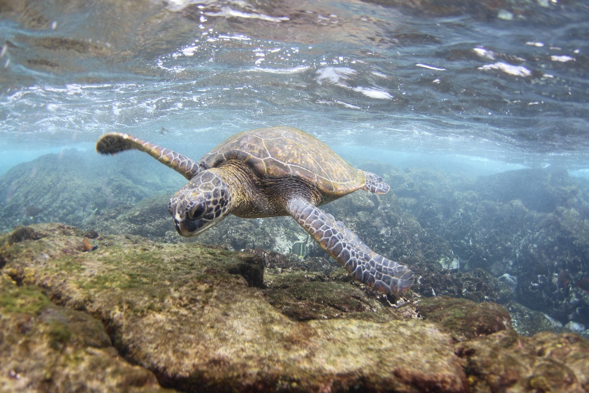 Green Sea Turtle (Chelonia mydas) in Oahu, Hawaii