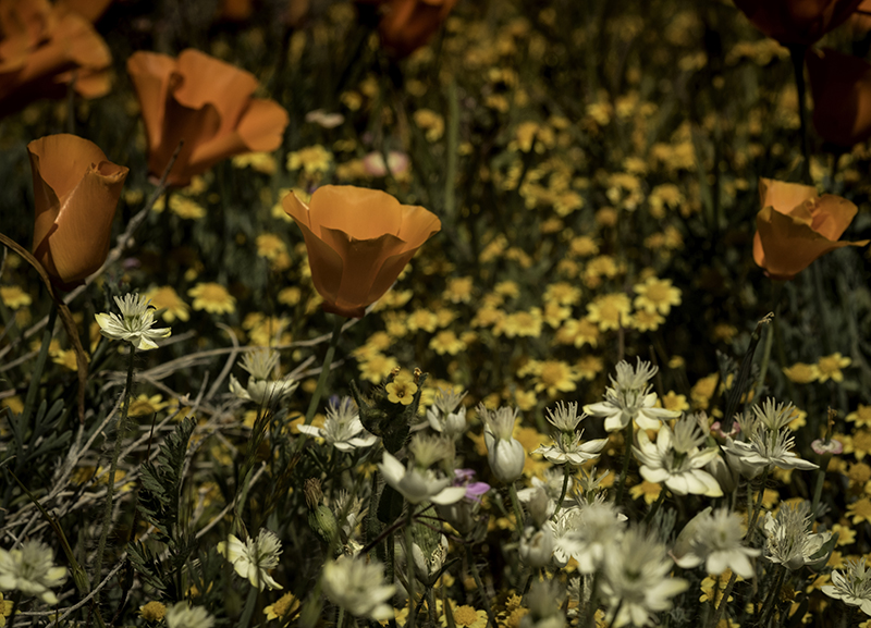 Poppy flowers in California