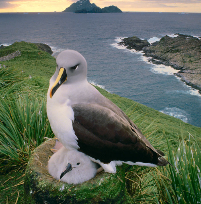 Albatross