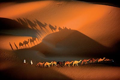 Mauritania: Caravan of dromedaries near Nouakchott