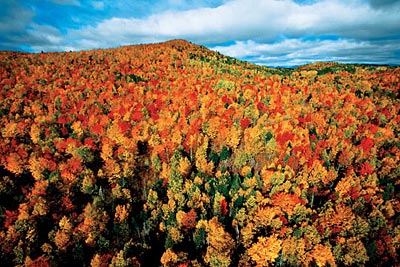 Quebec: Fall forest in the Charlevoix region