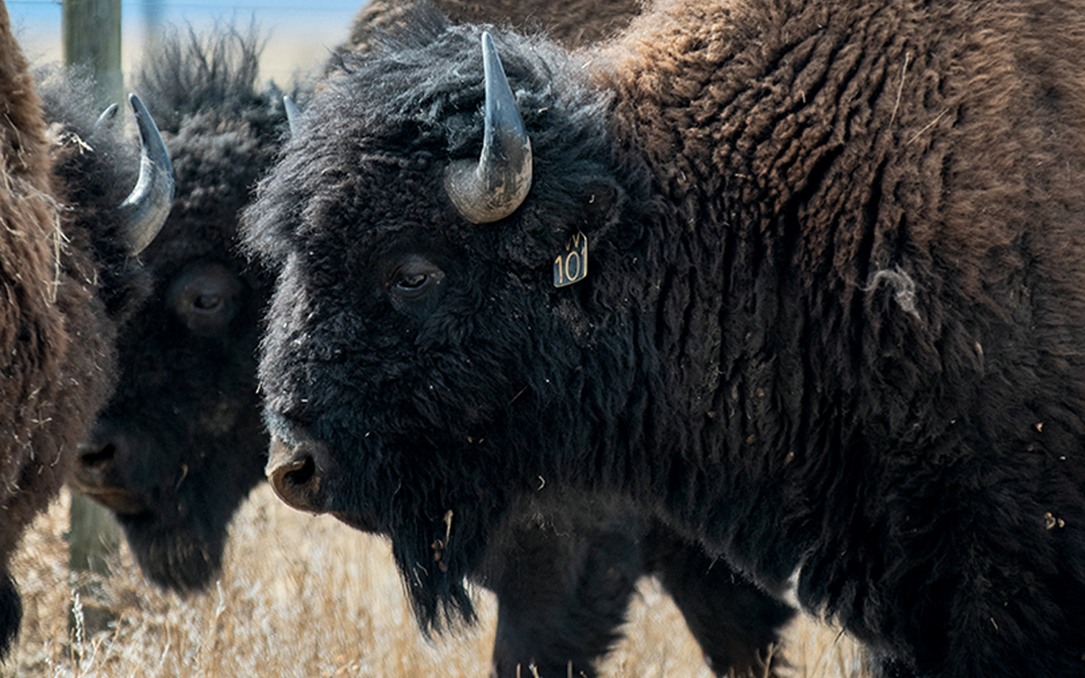 Close-up of wooly brown bison, one with a number 10 tag