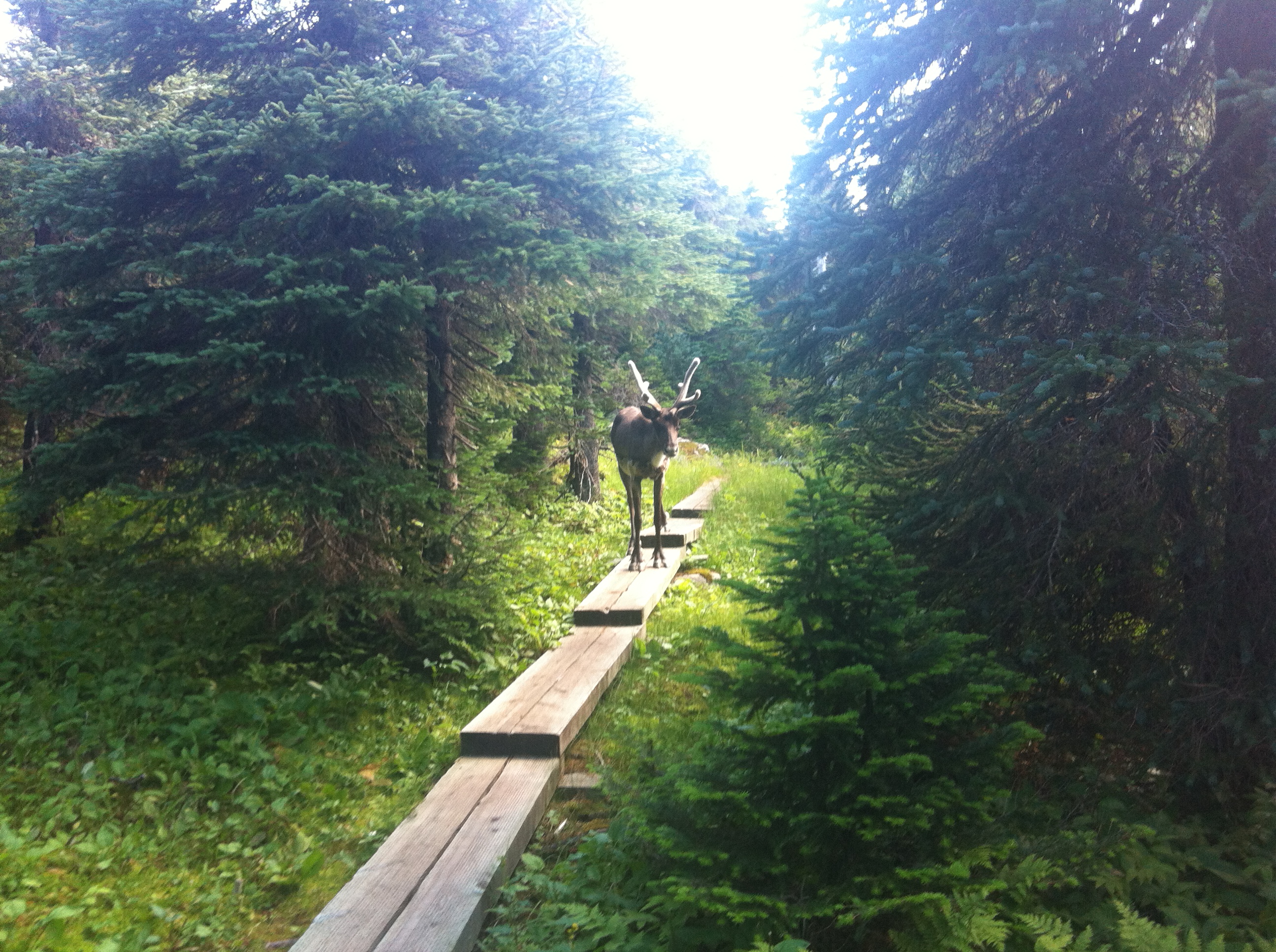 Caribou on Boardwalk
