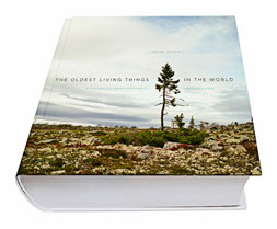 The Oldest Living Things in the World