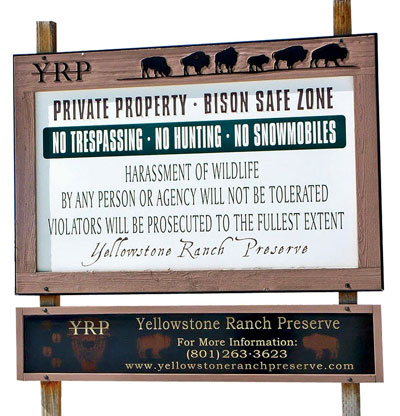 Bison in Yellowstone