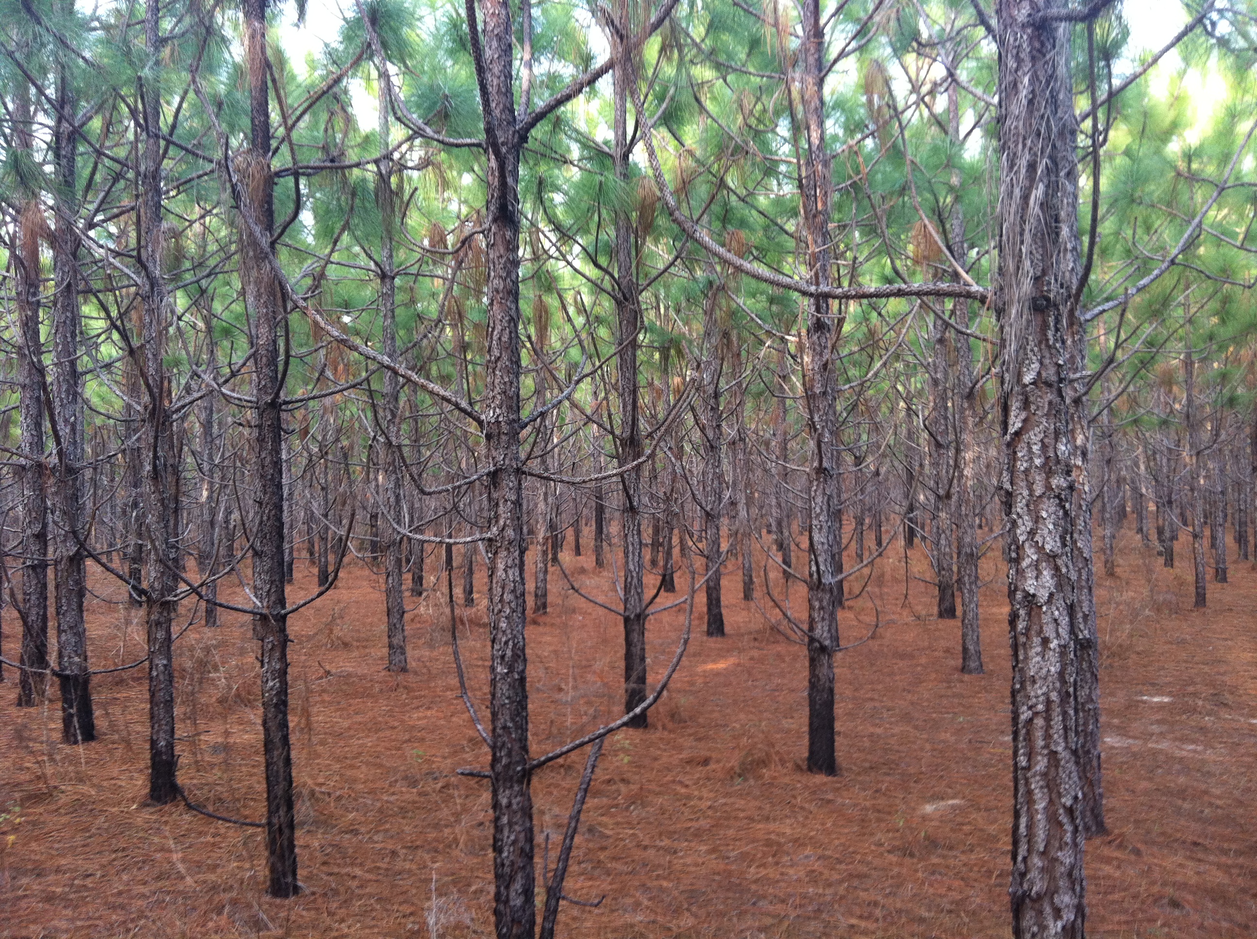 Pines on Old Sod Farms