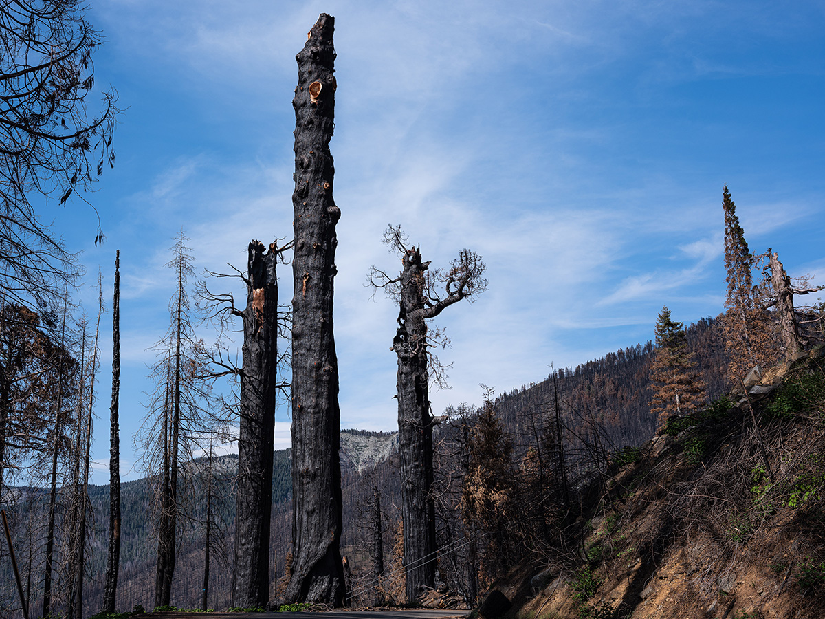 The scorched remnants of three sequoias in the Alder Creek grove killed during the Castle Fire. Hotter fires fueled by overgrown forests and climate disruption mean that some sequoia groves may convert to scrubland and never return as forest without human help. Another possibility is that Sequoiadendron giganteum will survive, but most trees won’t live as long or grow as large, becoming a little less spectacular and more like other tree species.