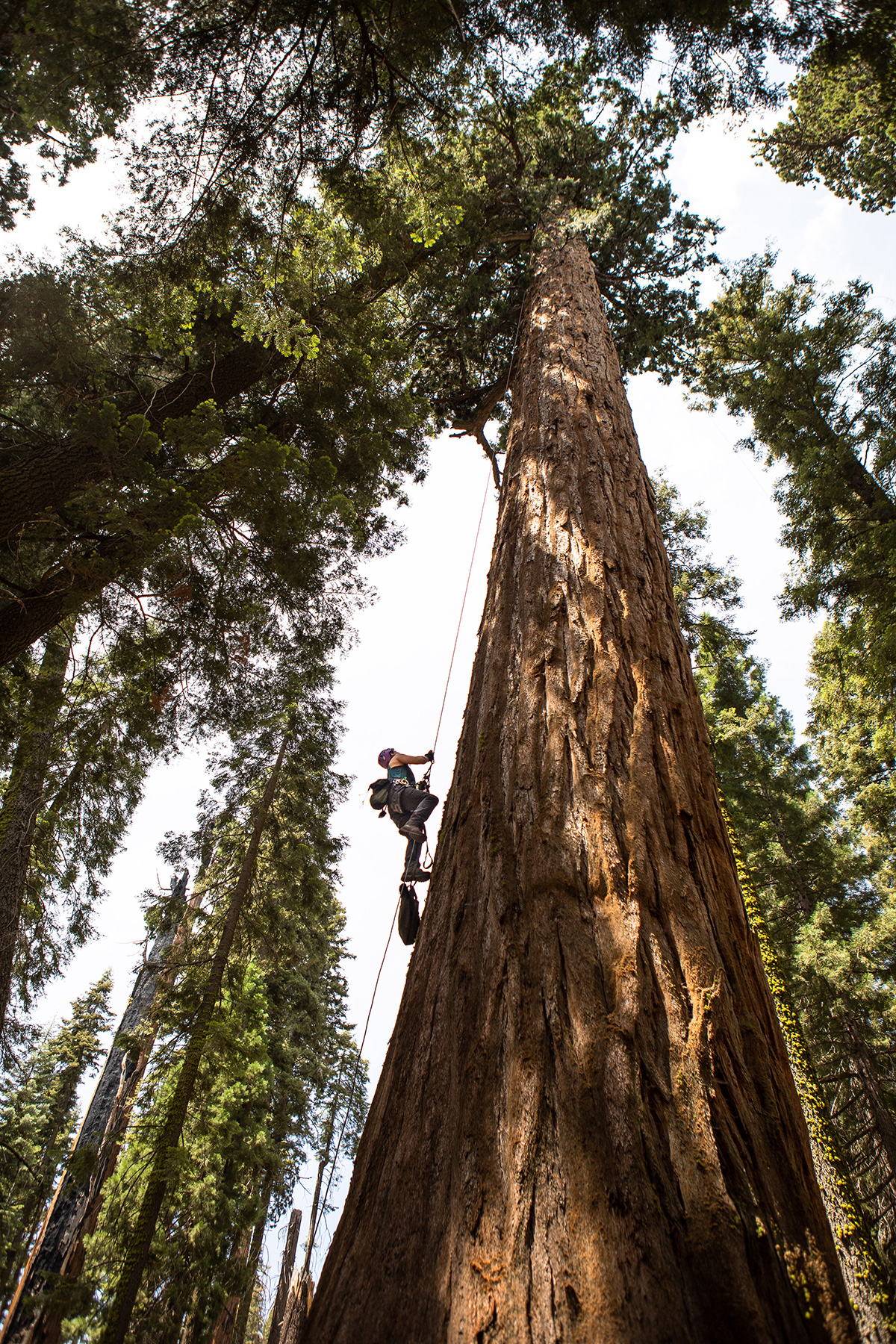Forest canopy ecologist Wendy Baxter collects samples of xylem (the tissue that transports water) from a giant sequoia in August 2021, in the hope of finding out why some trees seem more resilient to beetles and fire during drought. Baxter and colleague Anthony Ambrose are also helping the National Park Service build an archive of sequoia cones to preserve genetic diversity in case more trees are lost.