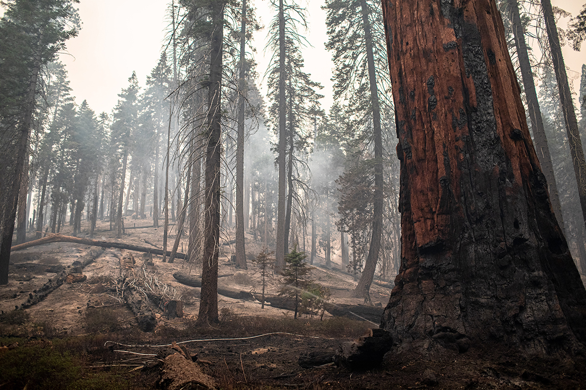 The air is thick with ash and smoke on the Trail of 100 Giants, as firefighters set up irrigation systems to cool down the base of a giant sequoia, which was damaged by a firestorm that passed through a day earlier.