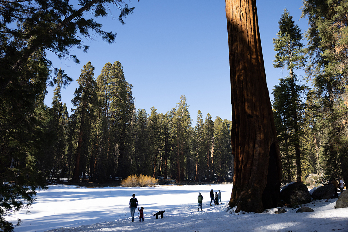 Park visitors on Big Trees Trail, which circles Round Meadow. The meadow is a popular vantage point to see sequoias from a distance and get a feel for their enormous size.
