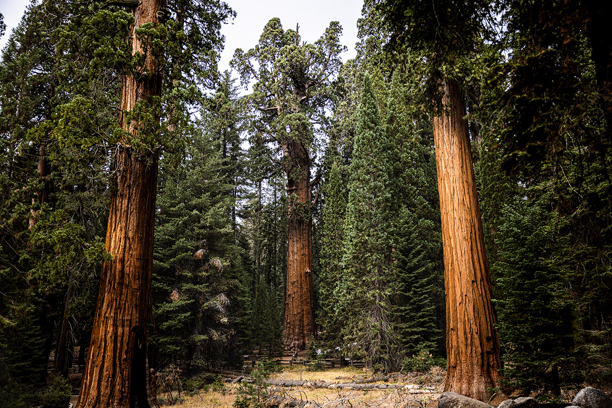 The General Sherman tree—quite possibly the most visited tree in Sequoia and Kings Canyon National Park—flanked by two other sequoias. General Sherman is the world's largest tree, measured by volume. It stands 275 feet (83 m) tall and is over 36 feet (11 m) in diameter at the base.