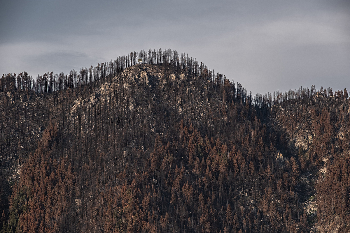 A mountain ridge in Sequoia National Forest by the Castle fire in 2020. The fire lasted from August to December, destroying 7,000 to 10,600 giant sequoias.