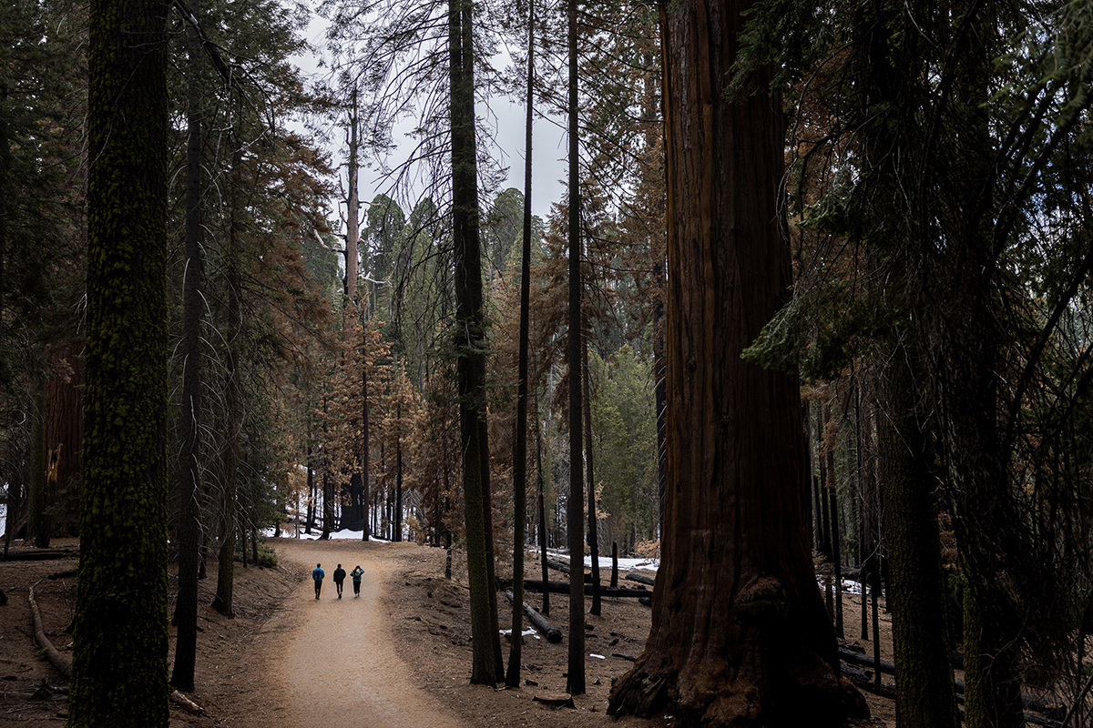 Hikers walk in the Giant Forest. Directly in front of them stands the dead and burned remains of Lazarus, one of the first sequoias where scientists and tree climbers Wendy Baxter and Anthony Ambrose found evidence of bark beetles in a living tree.