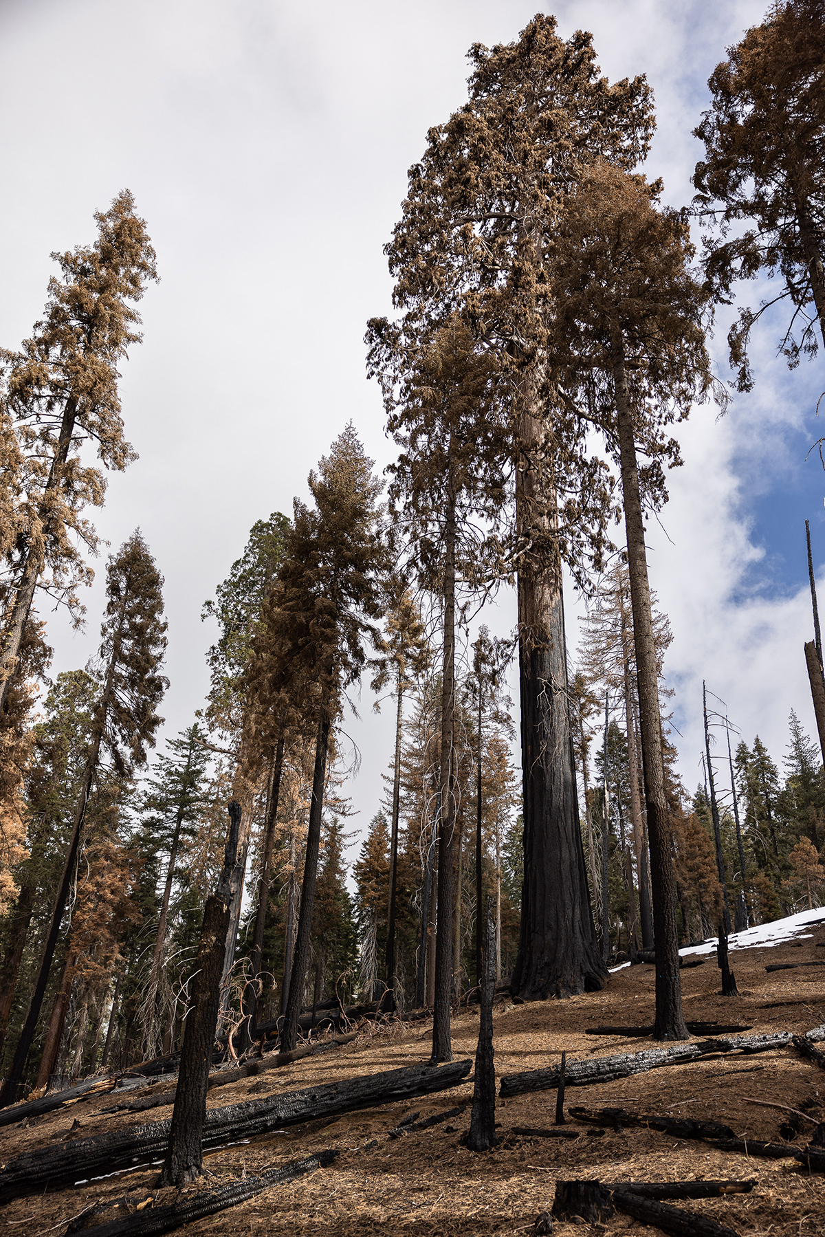 A giant sequoia that has been fatally scorched during the KNP Complex fire. In the last two large wildfires to hit Sequoia and Kings Canyon National Park, from 2020 to 2021, an estimated 10% of the entire sequoia population was lost.