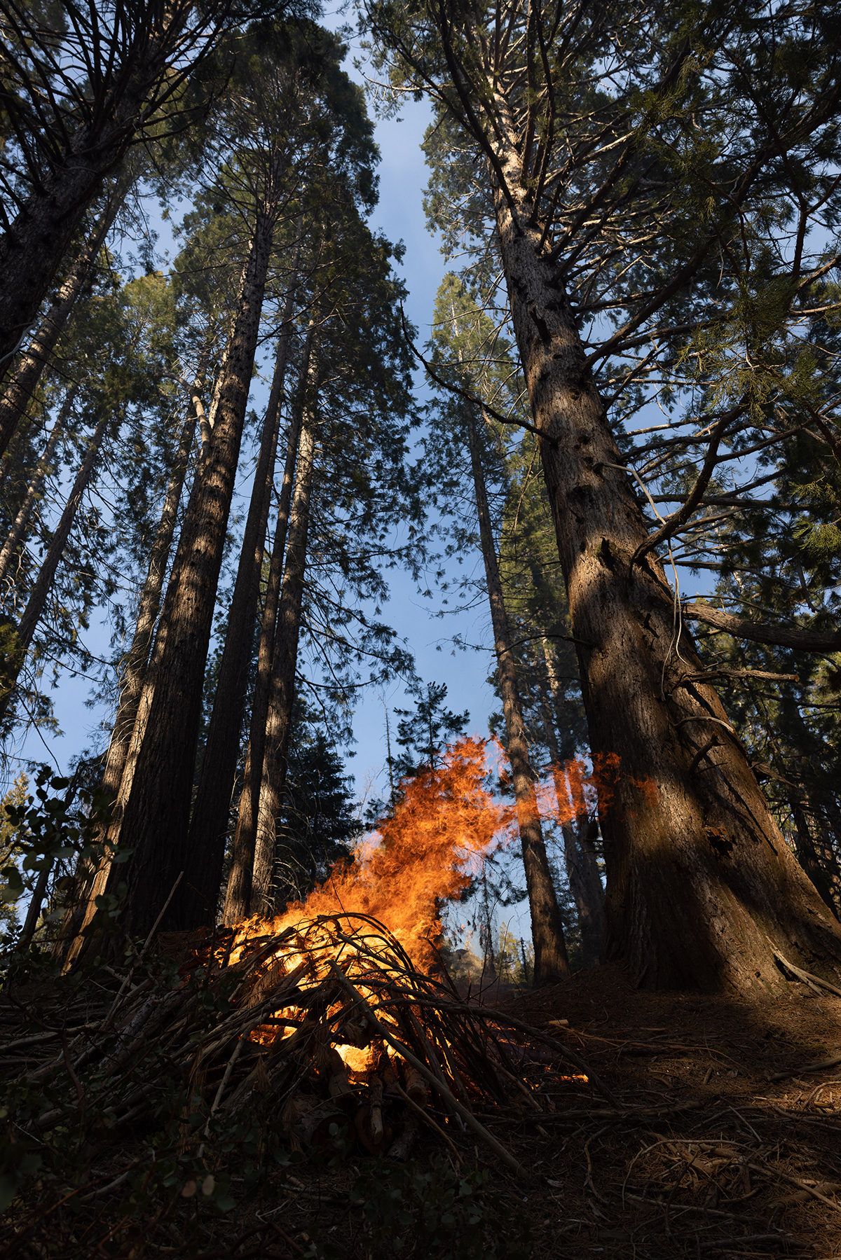 Workers in Big Stump Grove rake fallen tree branches and other debris and set pile fires. The process is more labor-intensive than a broadcast burn, where a fire is deliberately set and moves through the forest the way that a wildfire would, but safer in areas with buildings, or where large quantities of undergrowth could make a fire burn dangerously hot.