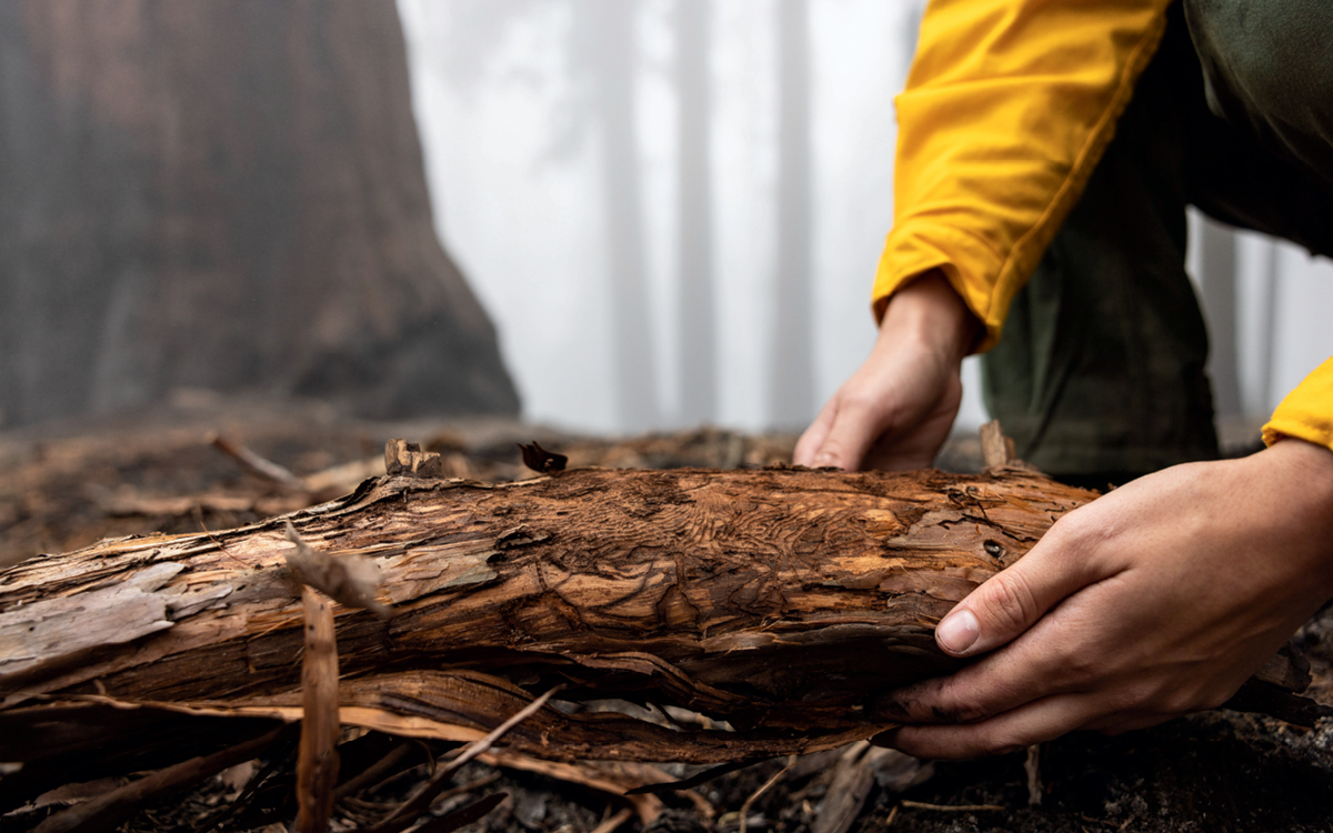 Ana Tobio, a parks intern, peels back the bark on a fallen sequoia branch to reveal tunnels cut through the cambium layer by western cedar bark beetle larvae. The beetle is native to the forest, but it hadn’t been known to kill giant sequoia trees until a historic drought hit California beginning in 2011. Although only 33 trees have been confirmed as killed by beetles, the infestation raises an alarming possibility: Climate change is making sequoias vulnerable in new and unpredictable ways.