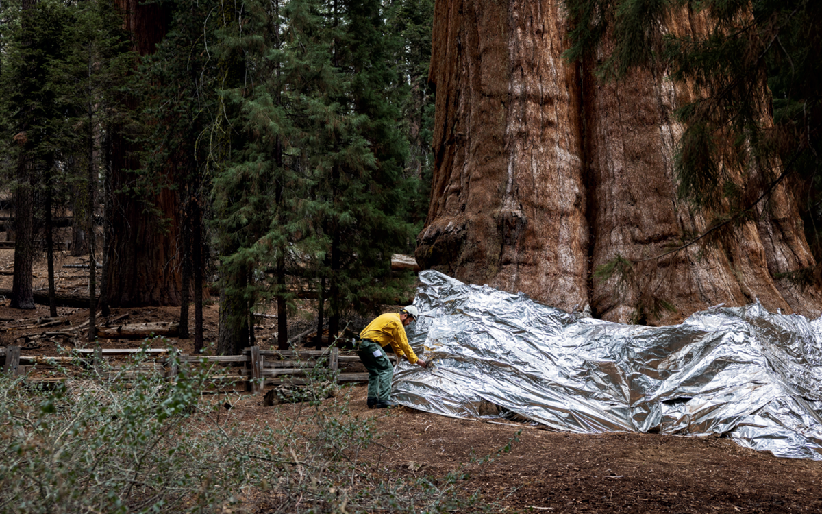 As the KNP Complex Fire recedes, Andrew Cremers, a fuels specialist for Sequoia and Kings Canyon National Parks, removes foil that was put around the base of the General Sherman Tree to protect its trunk from floating embers—particularly sparks that could get inside the cavities left by previous burns, where a lack of bark makes the tree vulnerable to flames. The fires that made up the KNP Complex got within 500 feet of General Sherman but failed to do any damage because of the long and frequent history of controlled burns in Giant Forest. General Sherman is the world’s largest tree, at 275 feet tall and about 36 feet in diameter.