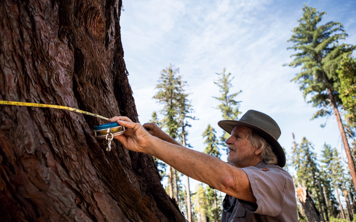 Fire ecologist Tony Caprio measures a giant sequoia as part of a pre- and post-fire assessment to see how the trees are affected by controlled burns. It’s his fourth visit to this tree since a controlled burn a decade ago.