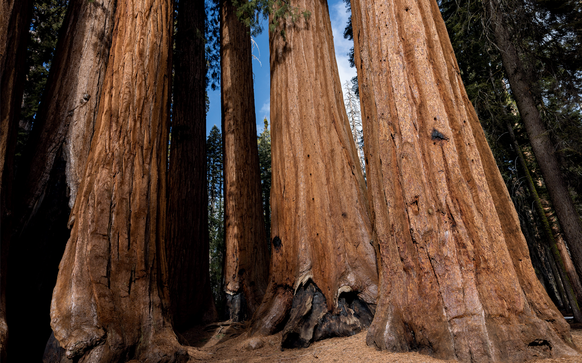 This cluster of sequoias is part of the Parker Group in Giant Forest, the largest unlogged sequoia grove in the parks and one of the few groves where controlled burns have been held regularly since the 1980s. The resulting landscape—cathedral-like trees with almost no undergrowth—is what all sequoia groves would have looked like before Native Americans, who had conducted prescribed burns, were forcibly removed from their lands in the late 1800s. The KNP Complex Fire scorched the edges of Giant Forest but dropped to the ground as soon as it reached areas that had already been cleared by fire.