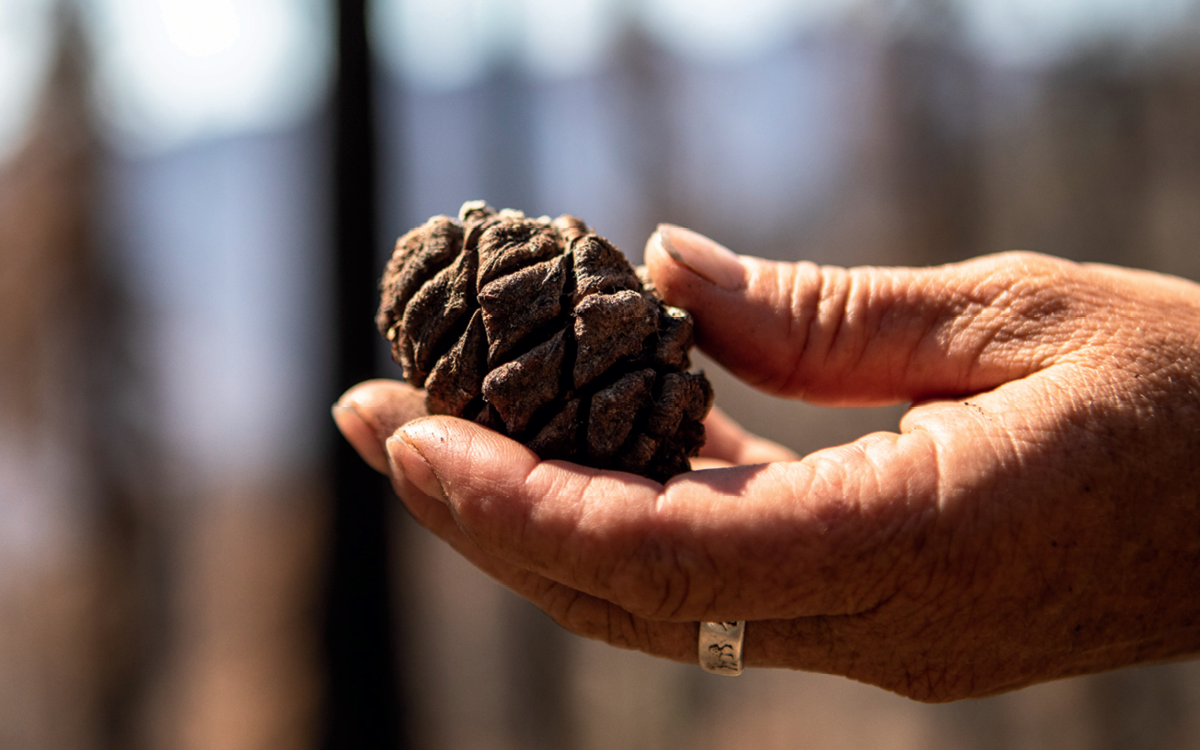 Gretchen Fitzgerald, an ecosystem staff officer at Sequoia National Forest, holds up a sequoia cone that had opened during the Castle Fire and shed its seeds. The ground around it was covered with sequoia seeds, which look something like oatmeal flakes.