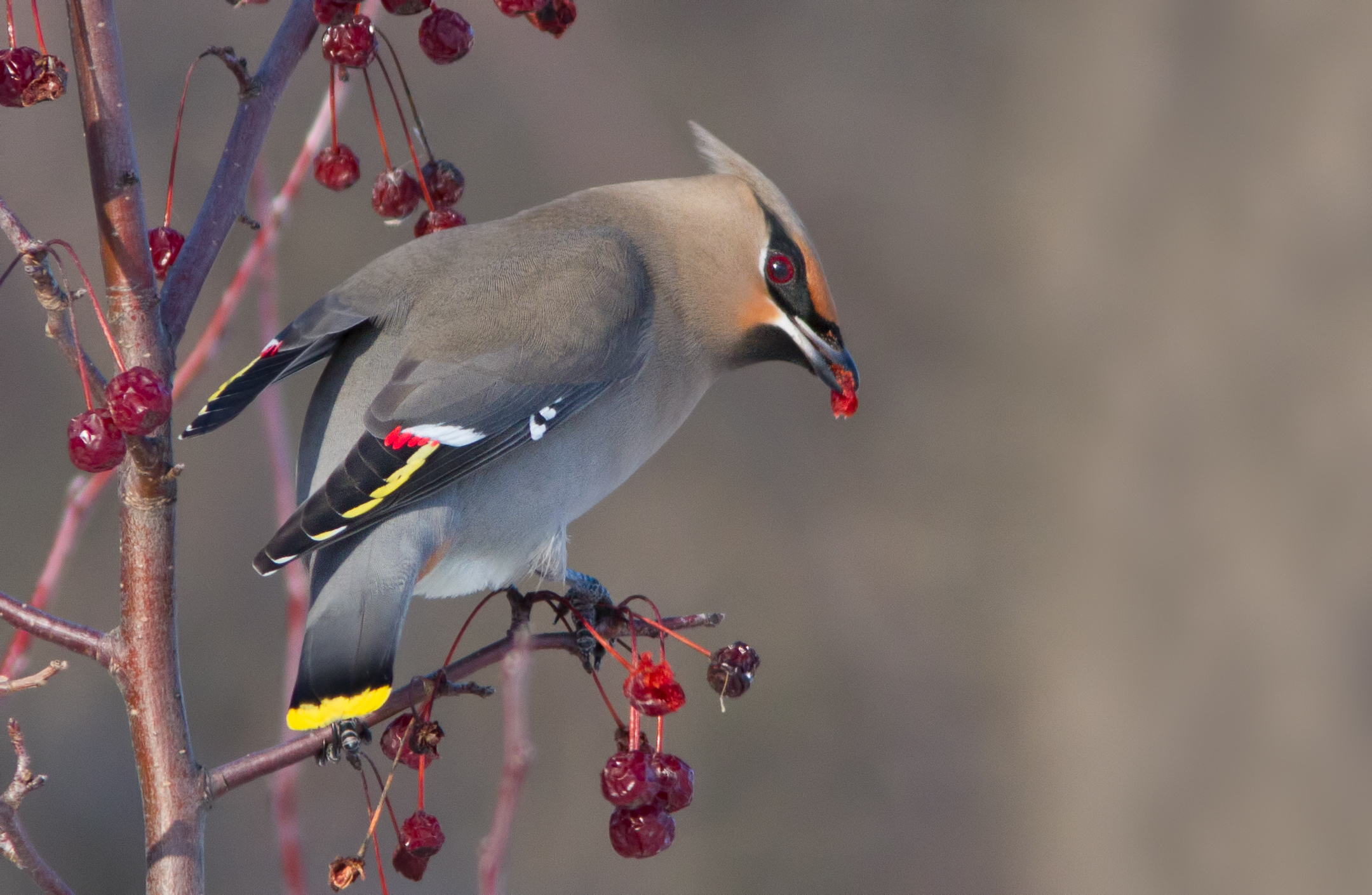 Bohemian Waxwing