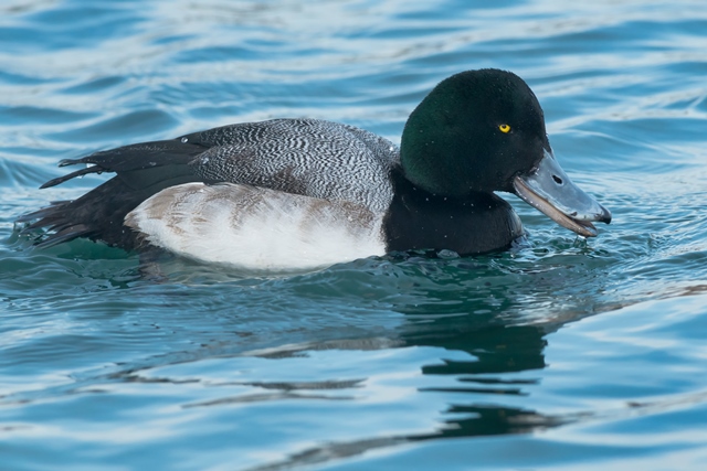 Greater Scaup