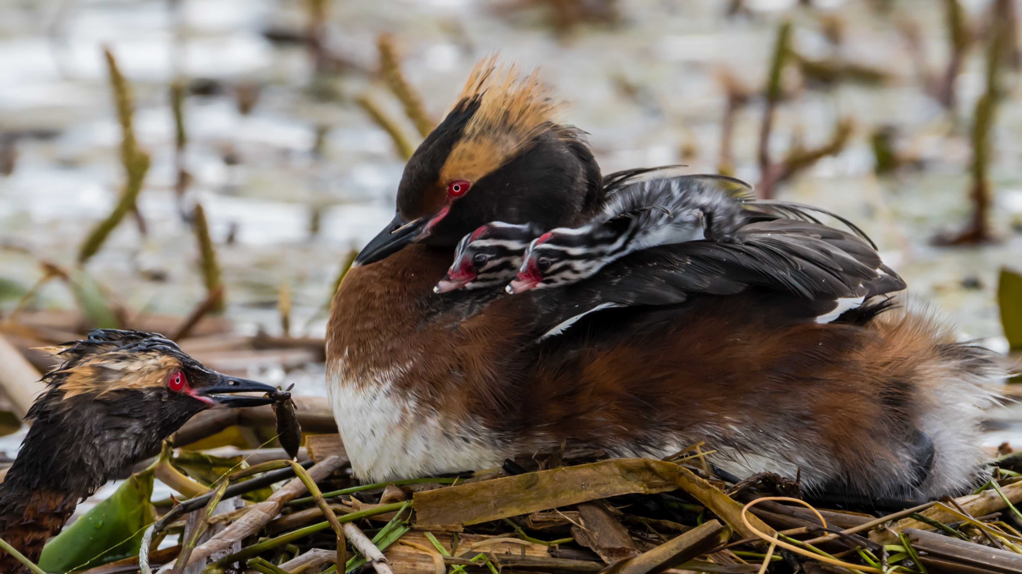 Horned Grebe