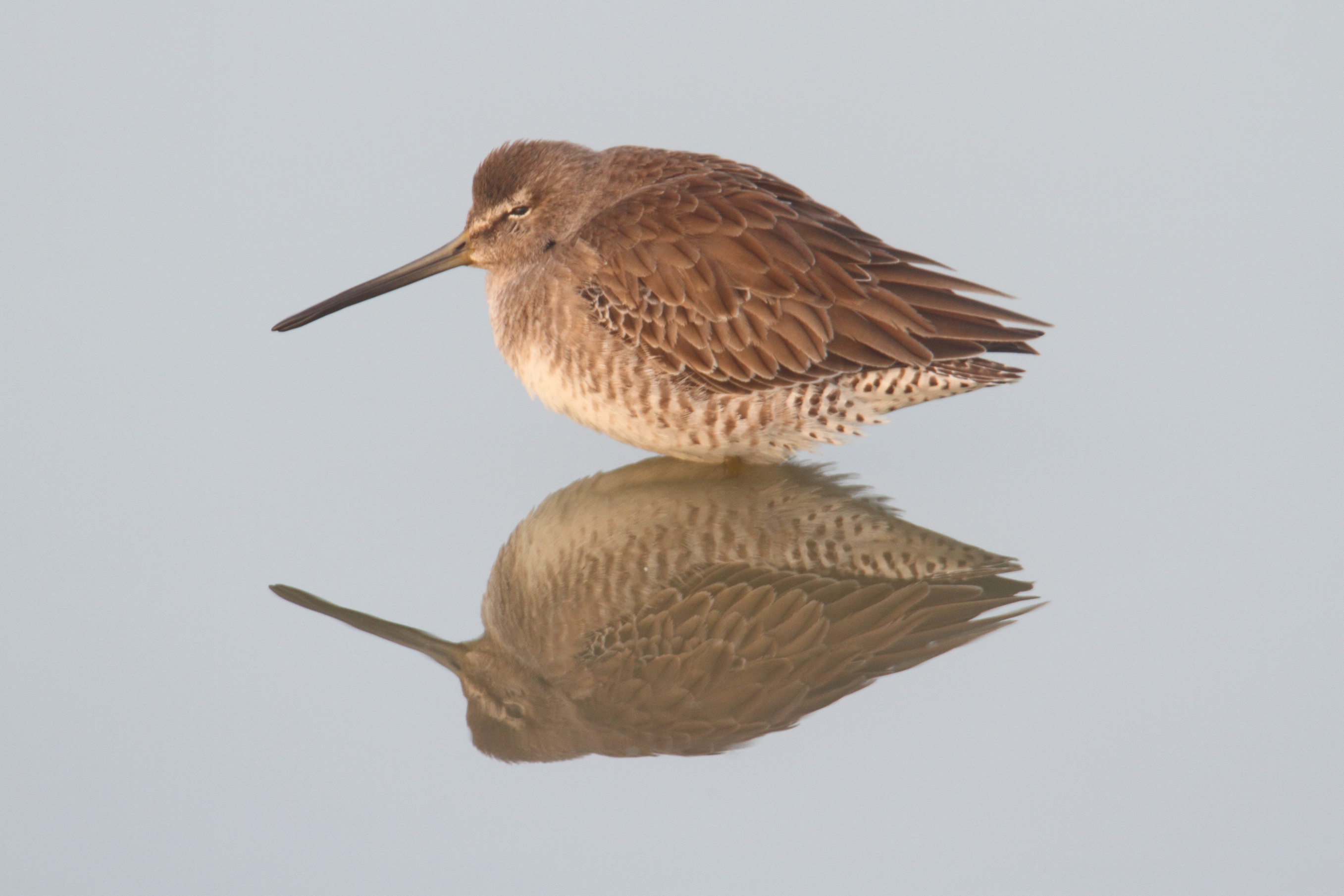 Long Billed Dowitcher