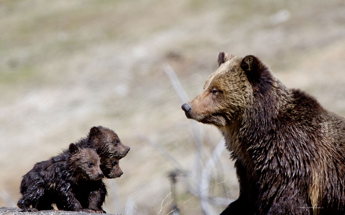BBC Earth - Mama bear 🐻 ⁣ The term mama bear doesn't come from nowhere.  Solitary animals, grizzly bears (Ursus arctos horribilis) are not usually  seen living close together, but do so