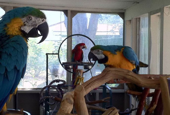Rescued parrots at the Global Nest Exotic Bird Sanctuary