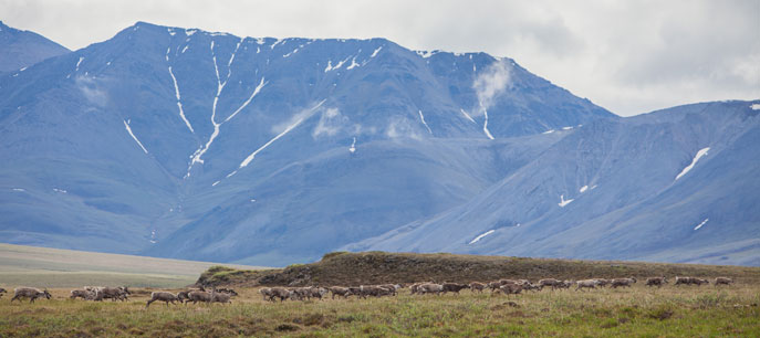 Caribou in Arctic Refuge