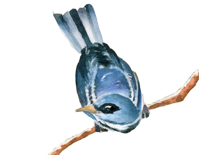Cerulean Warbler watercolor by Saro Lynch