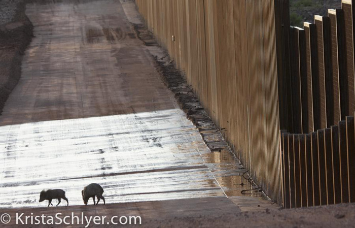Javelina at border wall in Pima County, Arizona. Photo by Krista Schlyer.