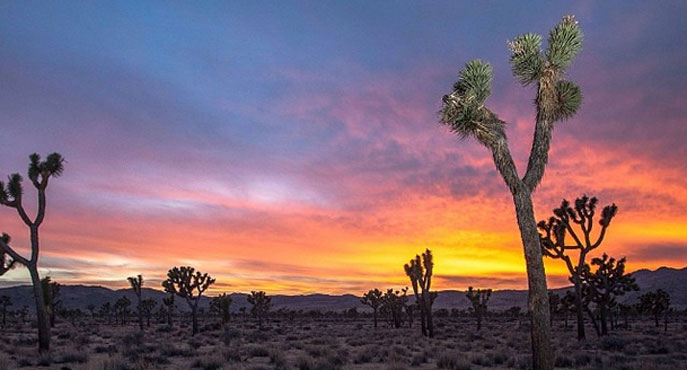 Joshua trees at sunset