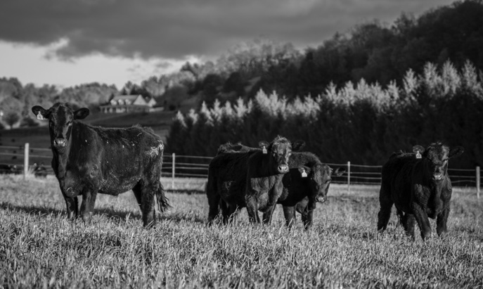 Cattle grazing in Grayson County, VA