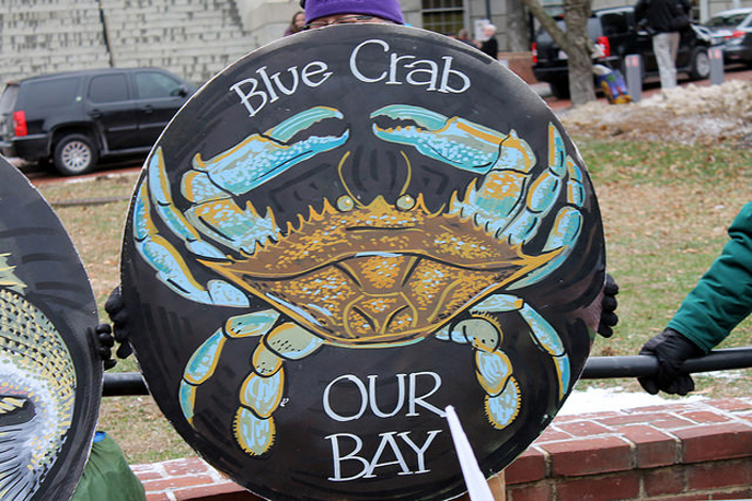 Maryland blue crab