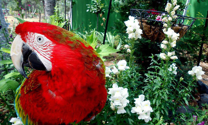 Rescued parrot at Global Nest Exotic Bird Sanctuary