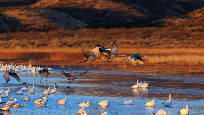 Wildlife preserve in Socorro County, New Mexico. Photo by Michael Littlejohn. by 