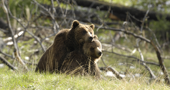 Yellowstone grizzly bears