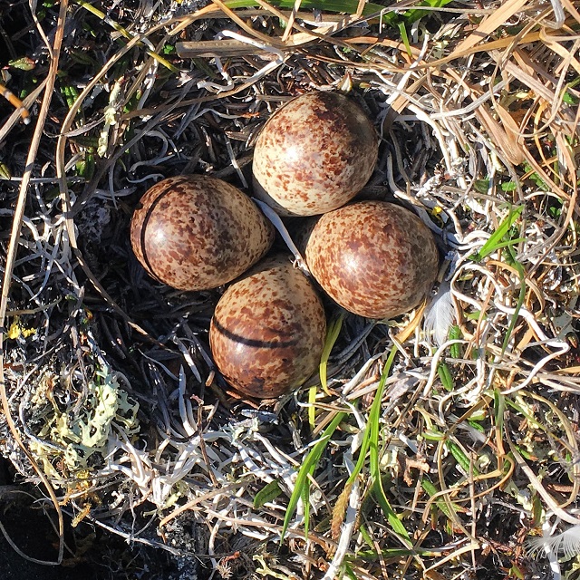 eggs